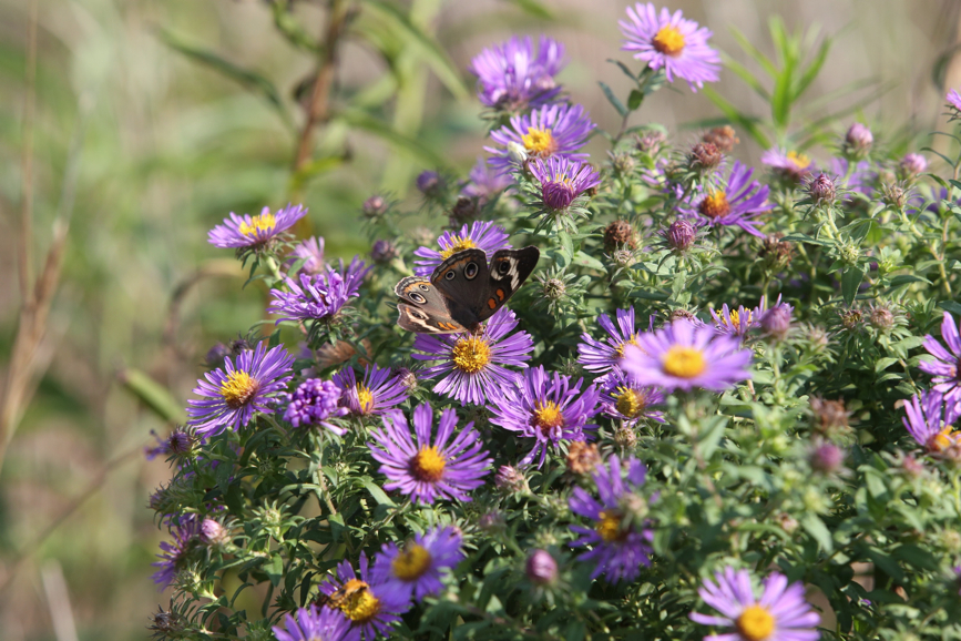 Full Size Image = 1253 K