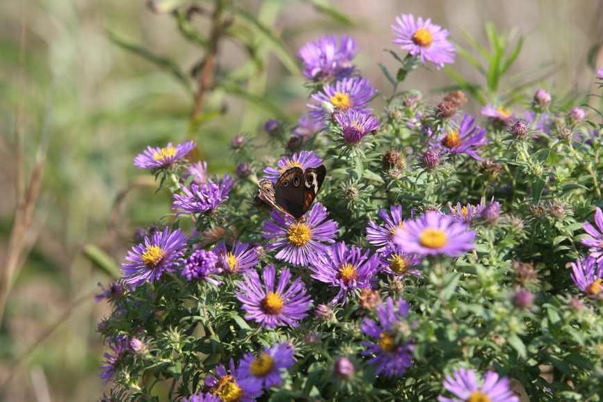 Full Size Image = 1228 K