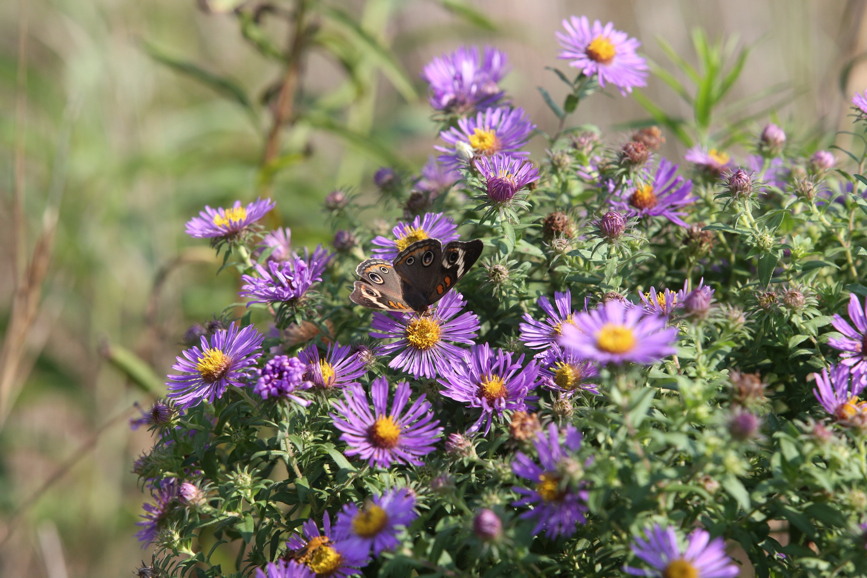 Full Size Image = 1239 K