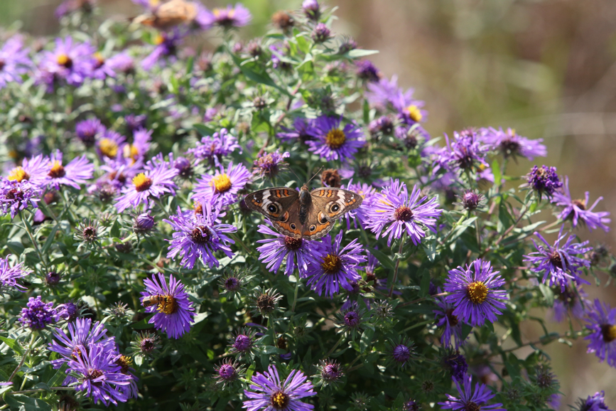 Full Size Image = 1348 K