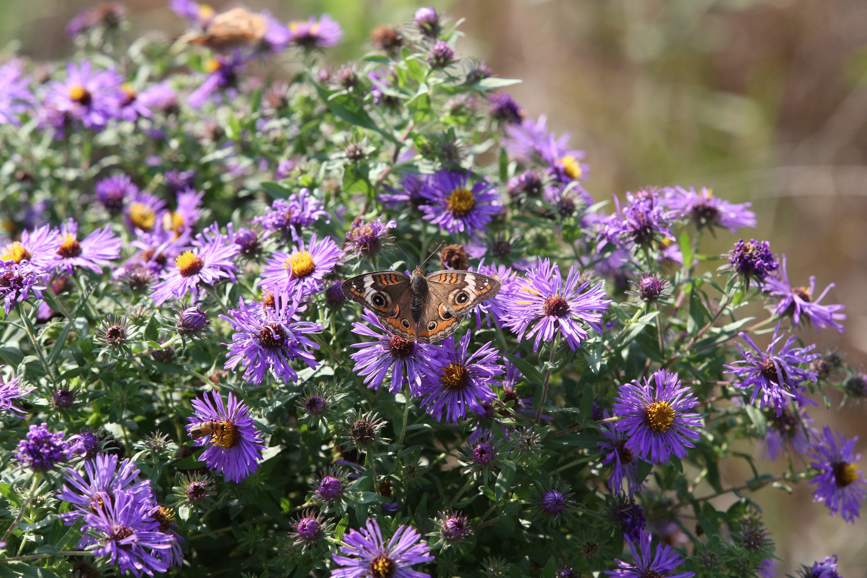 Full Size Image = 1408 K