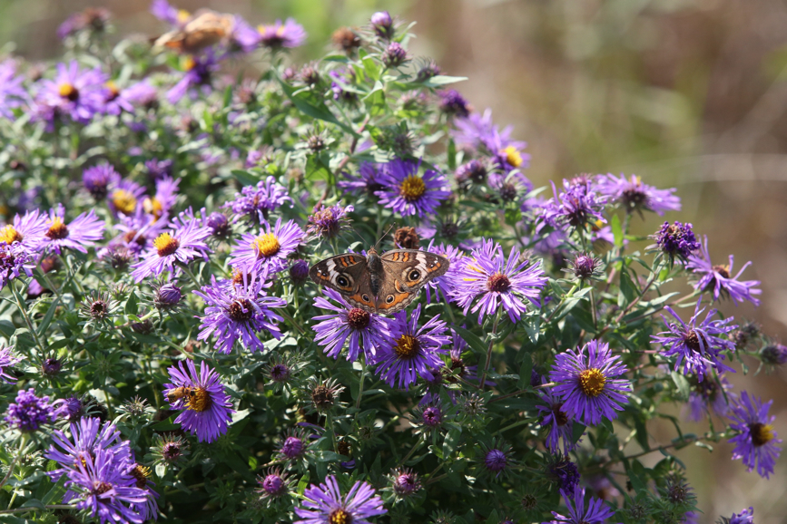 Full Size Image = 1414 K