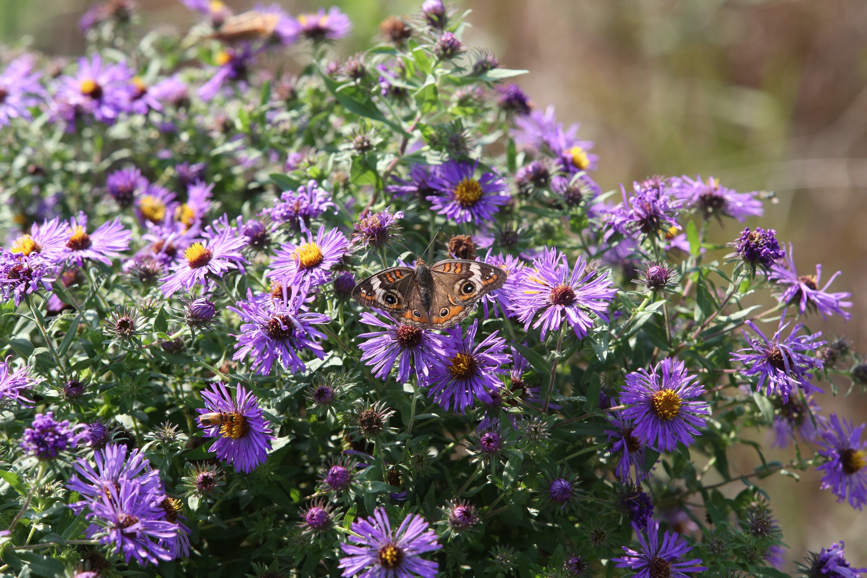 Full Size Image = 1467 K