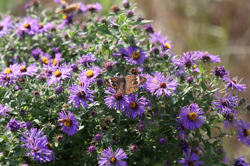 Full Size Image = 1477 K