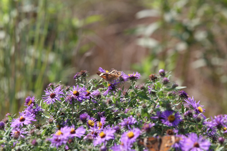 Full Size Image = 1106 K