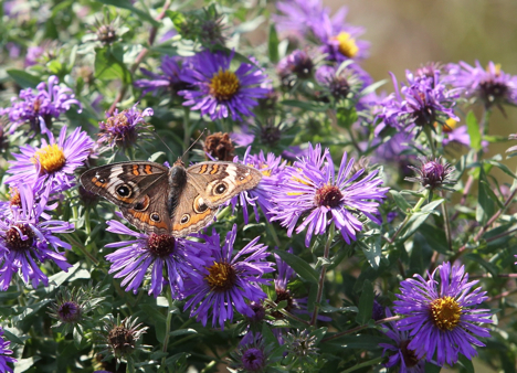 Full Size Image = 644 K