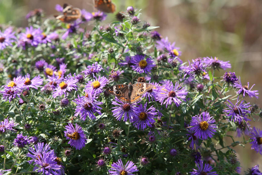 Full Size Image = 1466 K