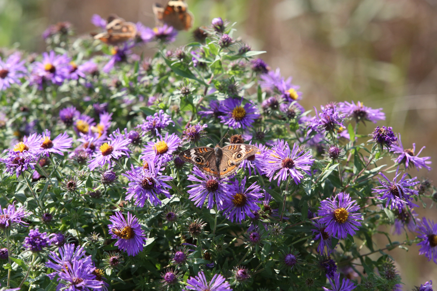 Full Size Image = 1443 K