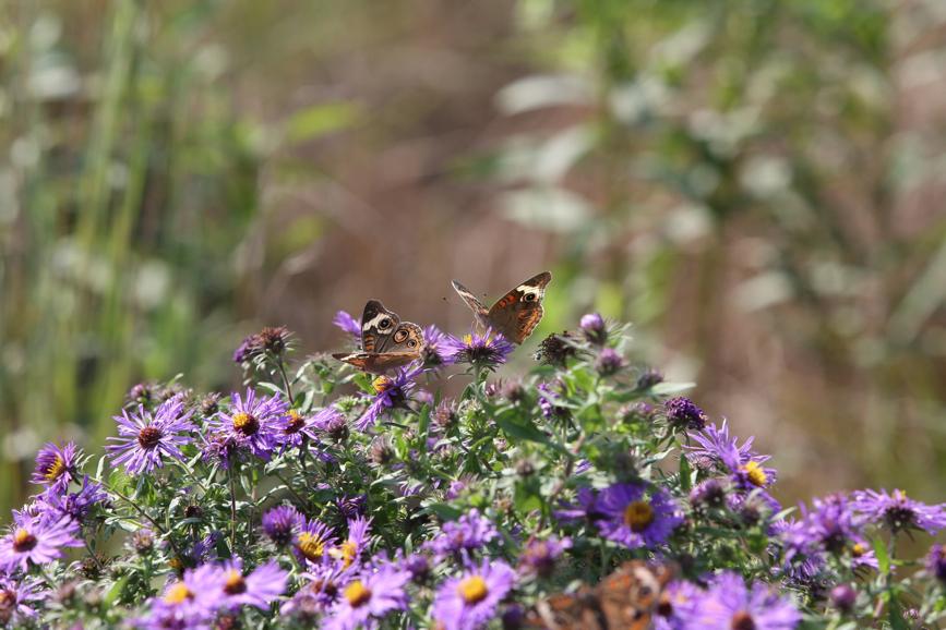 Full Size Image = 1122 K