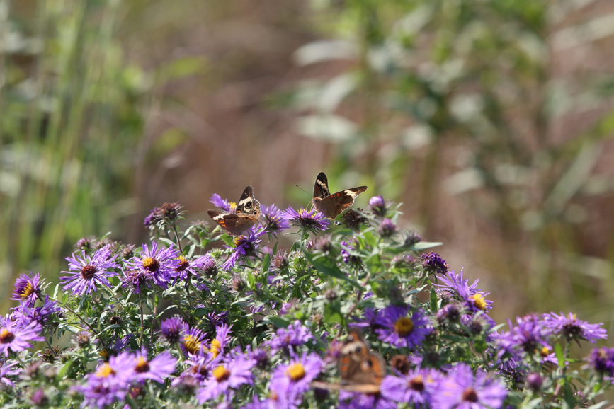 Full Size Image = 1117 K