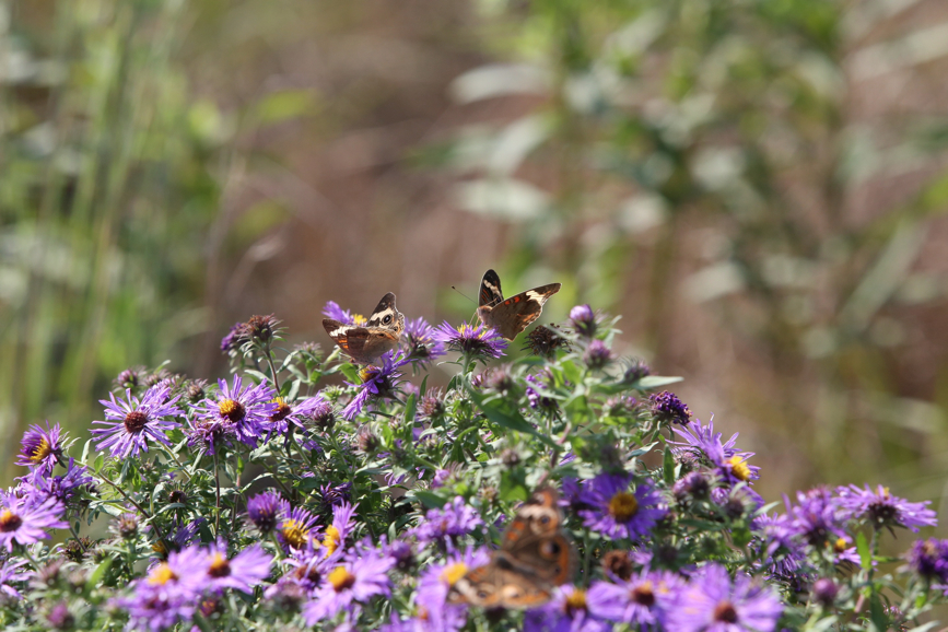 Full Size Image = 1114 K