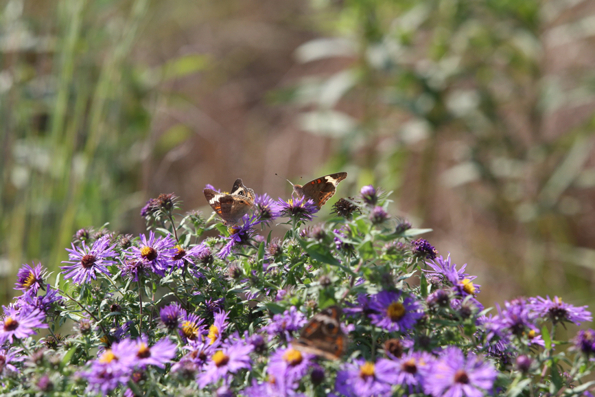 Full Size Image = 1117 K