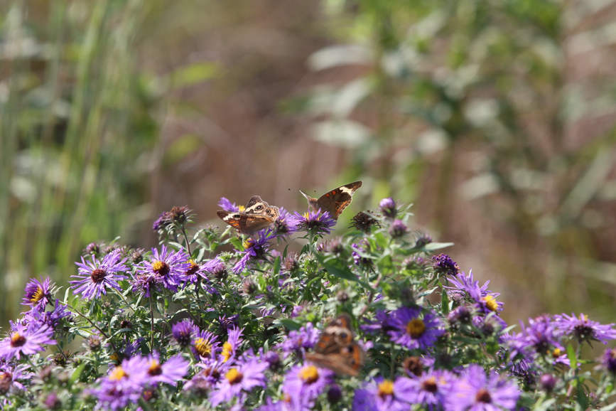 Full Size Image = 1109 K