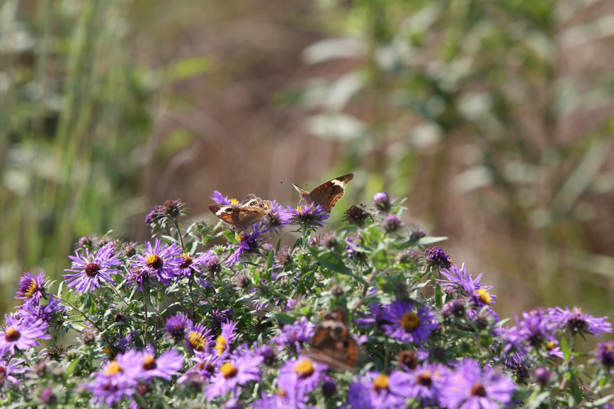 Full Size Image = 1110 K