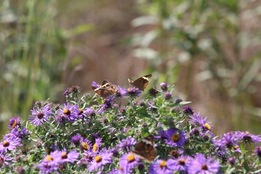 Full Size Image = 1134 K