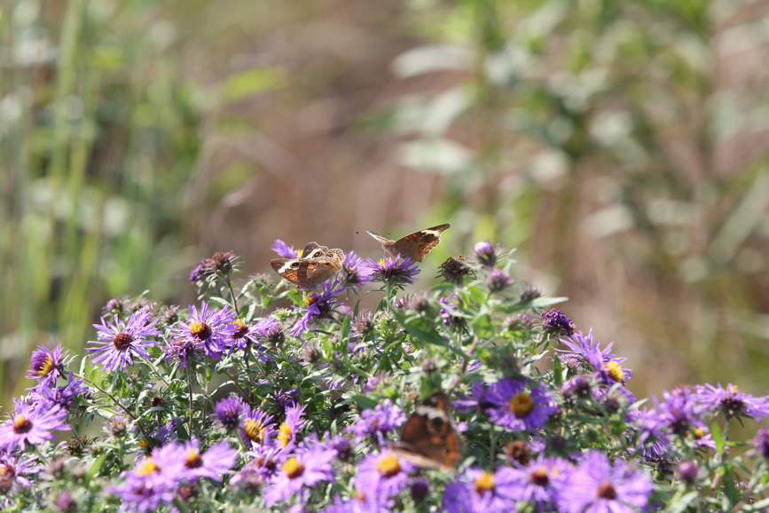 Full Size Image = 1140 K