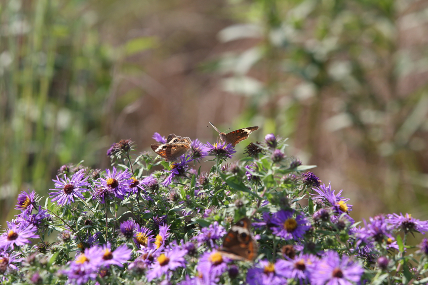 Full Size Image = 1132 K