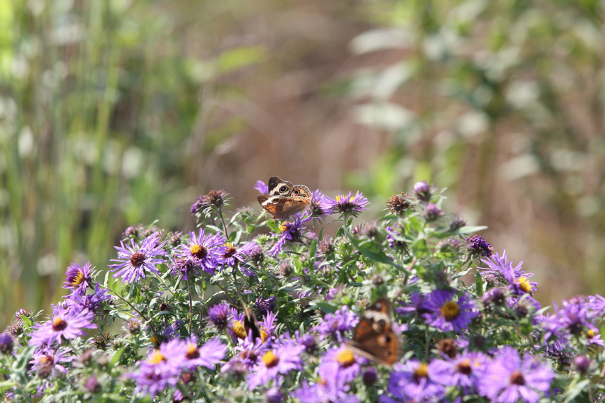 Full Size Image = 1147 K