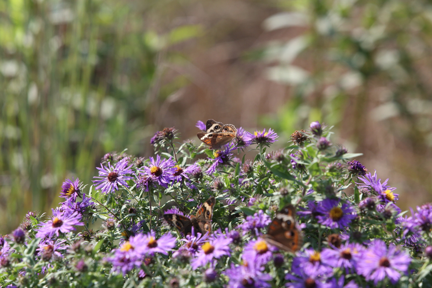 Full Size Image = 1154 K