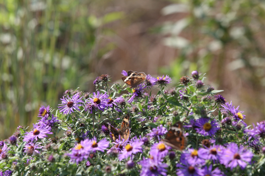 Full Size Image = 1154 K