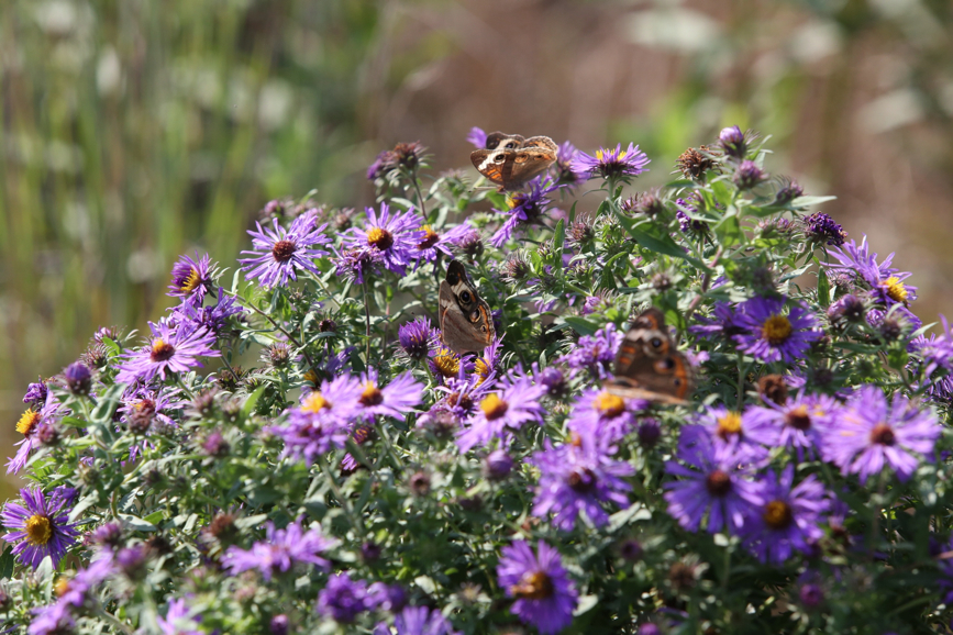 Full Size Image = 1294 K