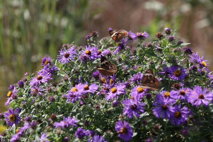 Full Size Image = 1250 K