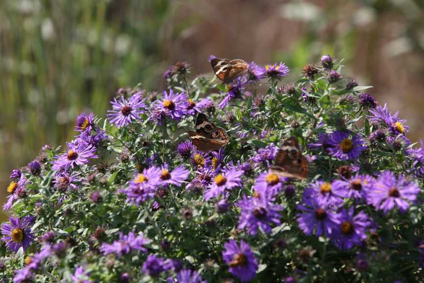 Full Size Image = 1262 K