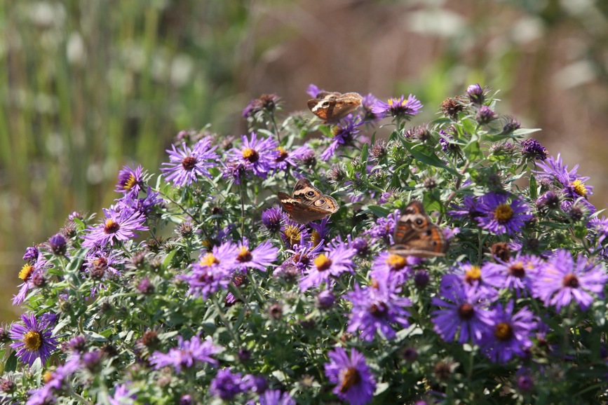 Full Size Image = 1318 K