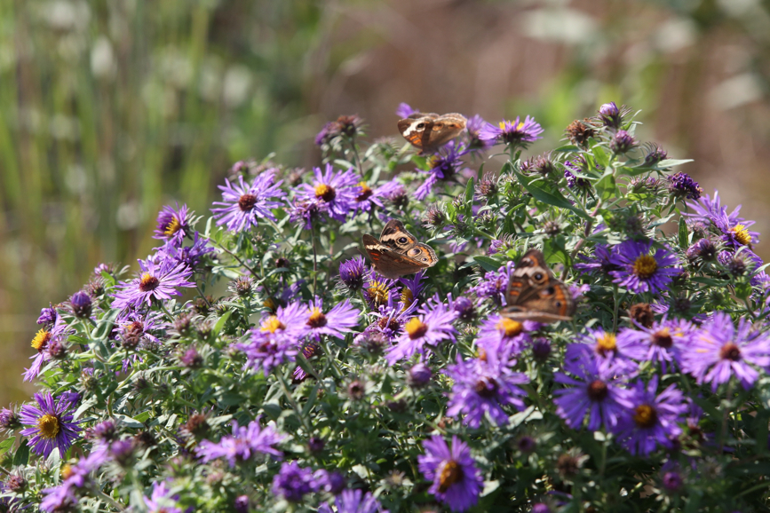 Full Size Image = 1329 K