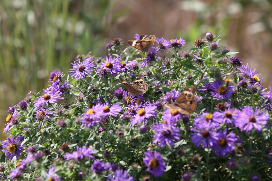 Full Size Image = 1321 K