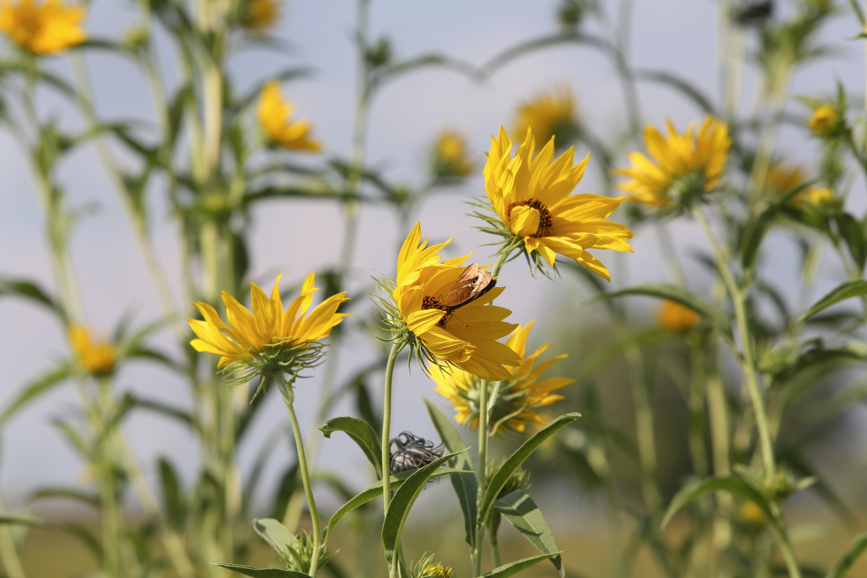 Full Size Image = 763 K