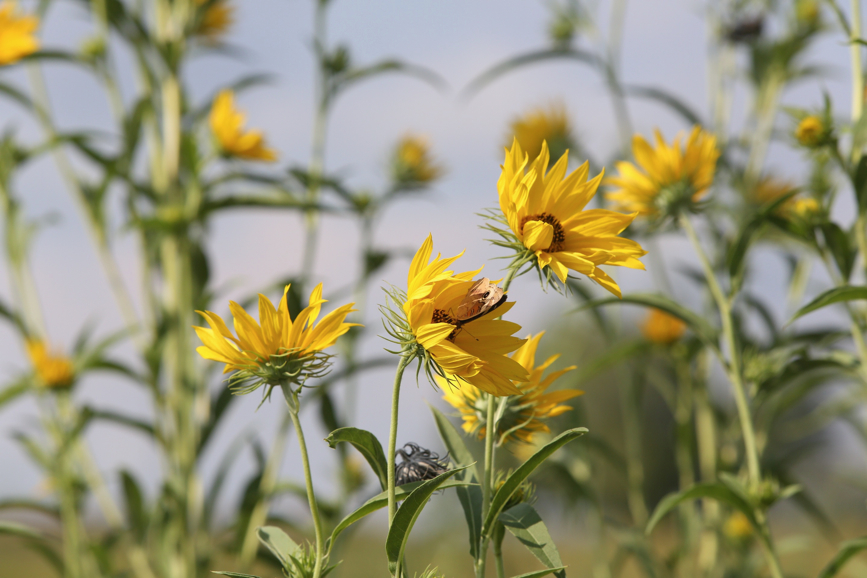 Full Size Image = 754 K