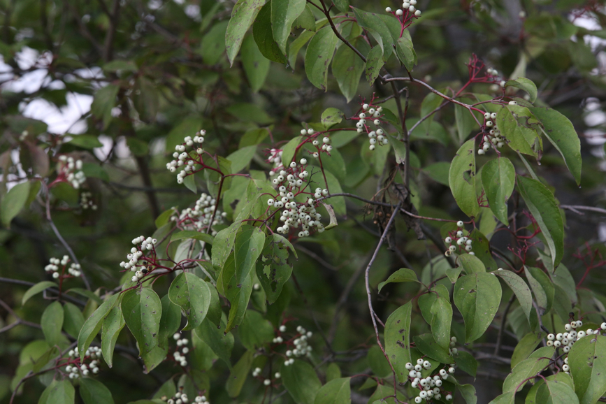 Full Size Image = 1095 K