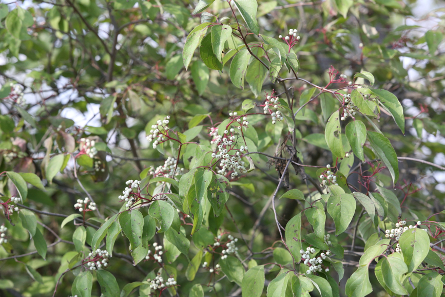 Full Size Image = 1241 K