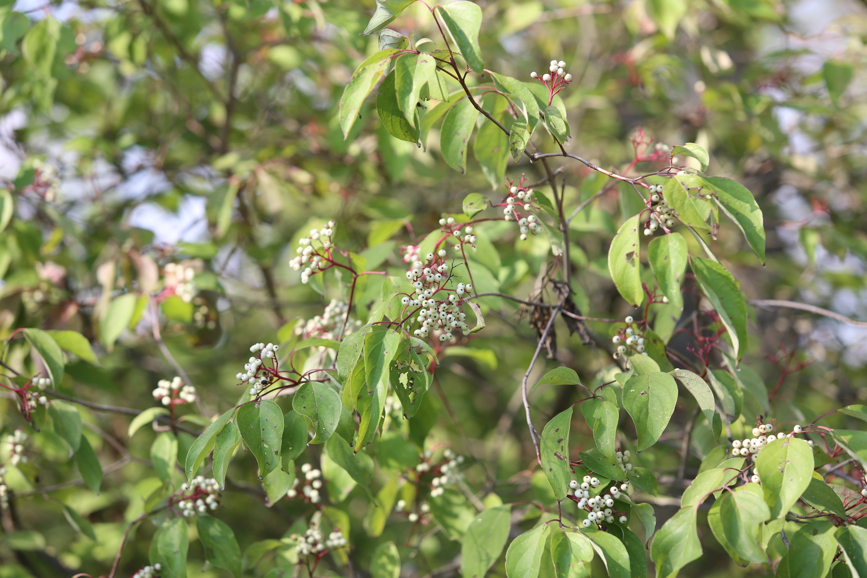 Full Size Image = 1010 K