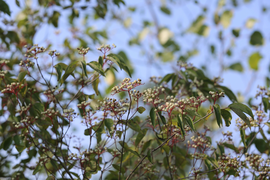 Full Size Image = 909 K