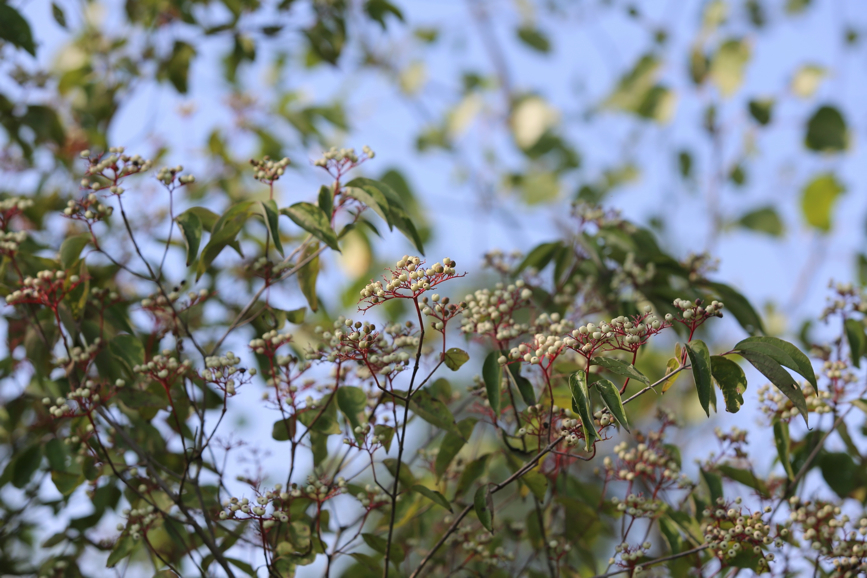 Full Size Image = 905 K