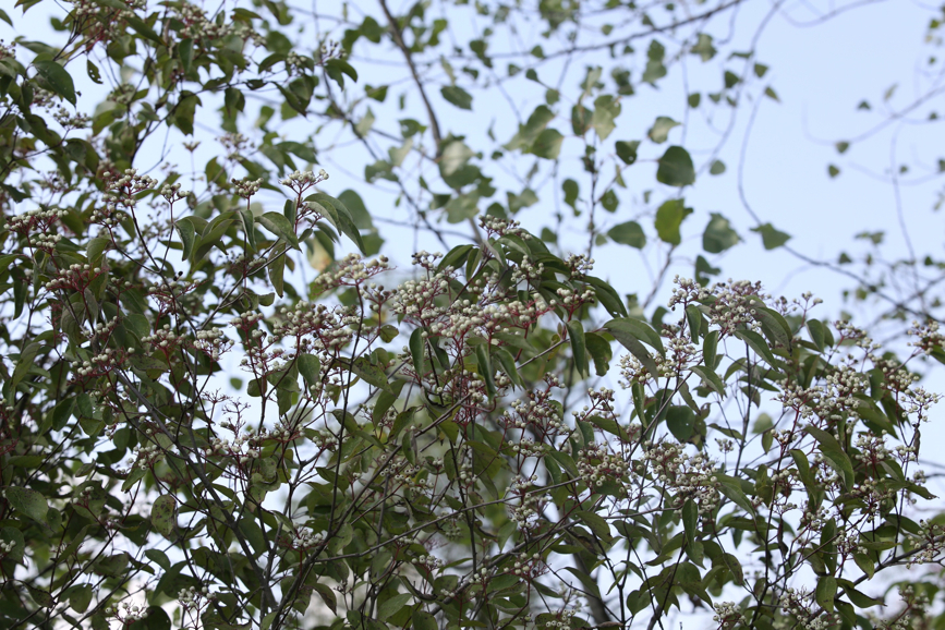 Full Size Image = 1564 K