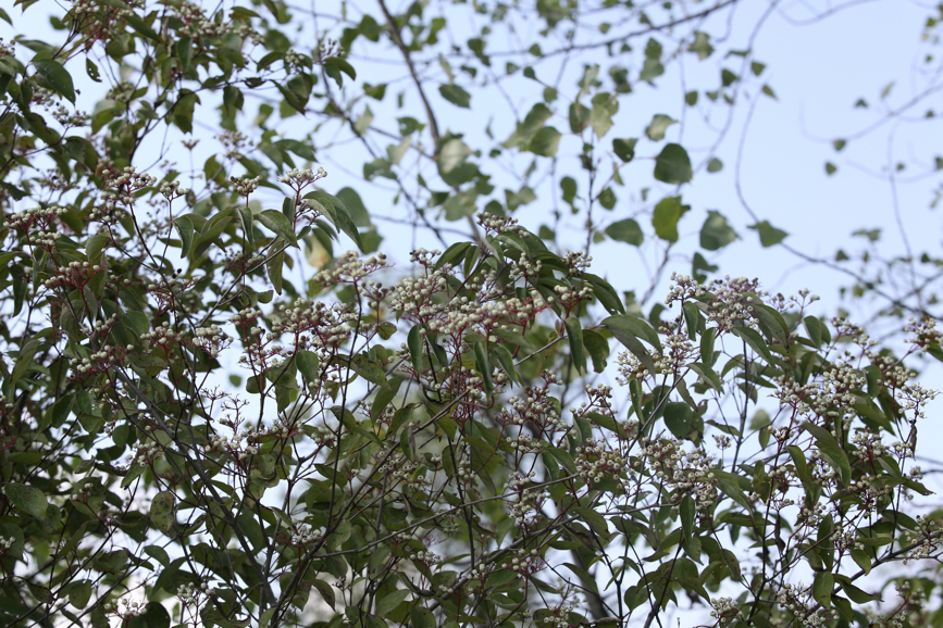 Full Size Image = 1582 K