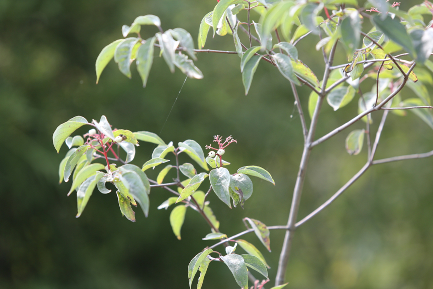 Full Size Image = 803 K