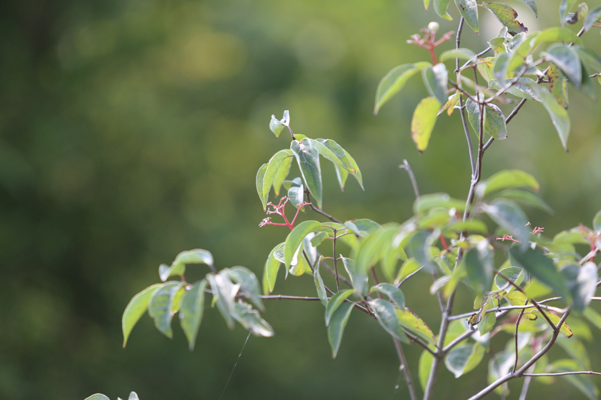 Full Size Image = 675 K