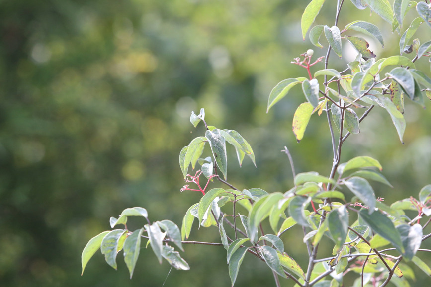 Full Size Image = 990 K