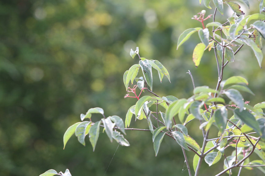 Full Size Image = 956 K