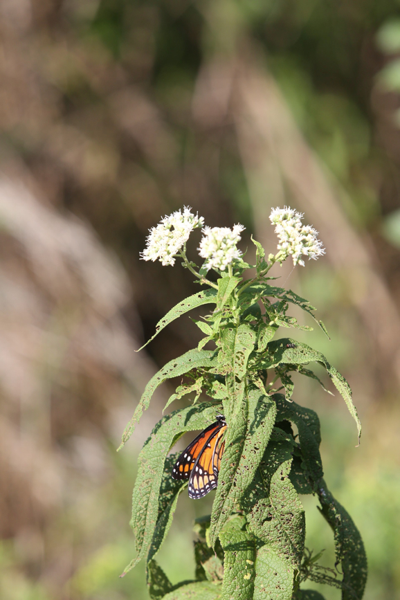 Full Size Image = 615 K