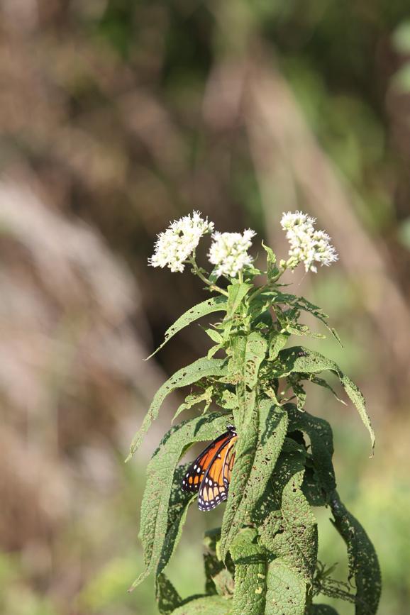 Full Size Image = 607 K