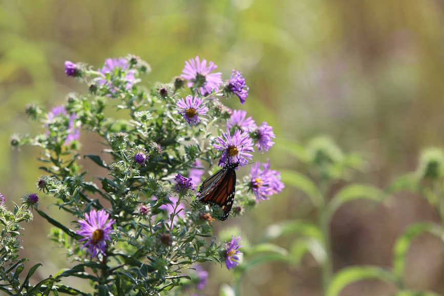 Full Size Image = 819 K