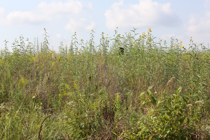 Full Size Image = 2337 K