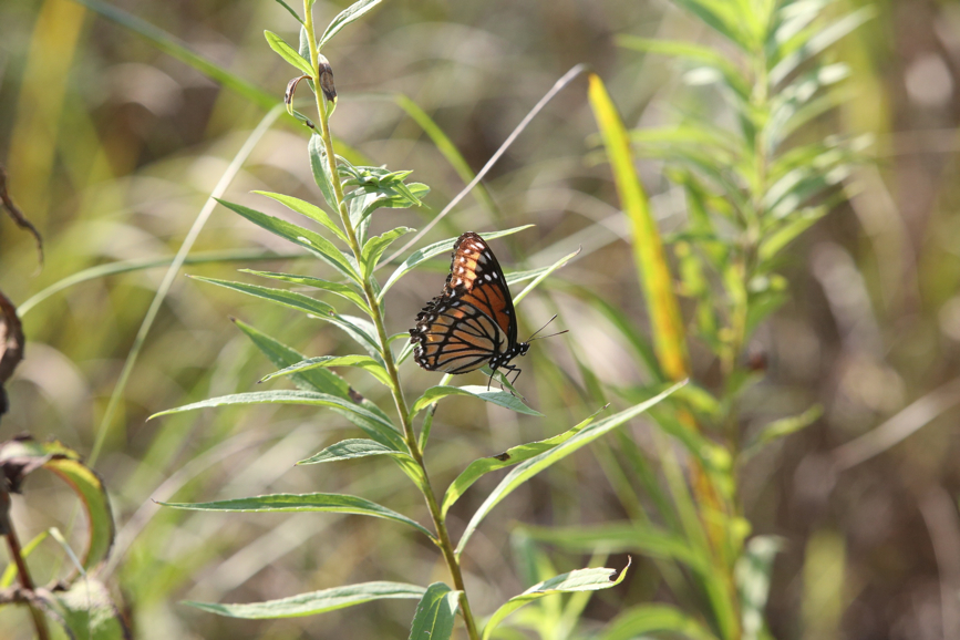 Full Size Image = 951 K