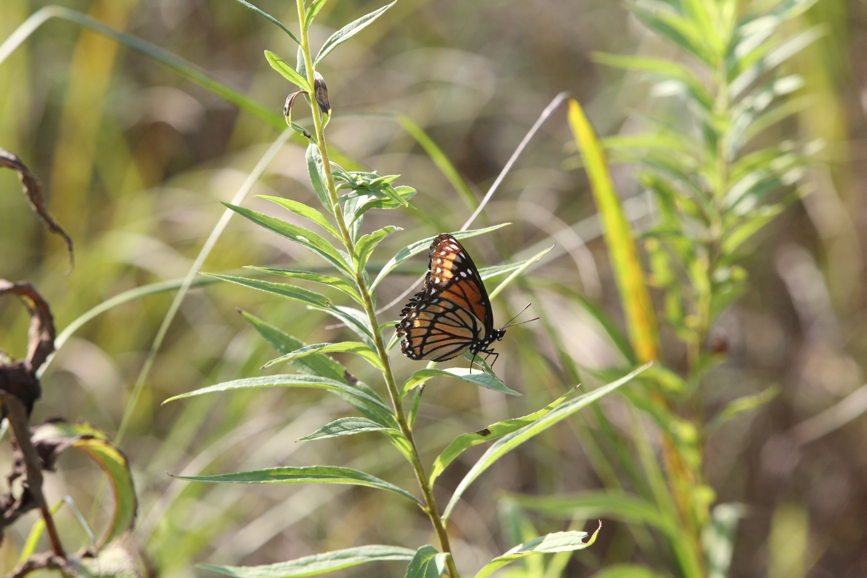 Full Size Image = 942 K