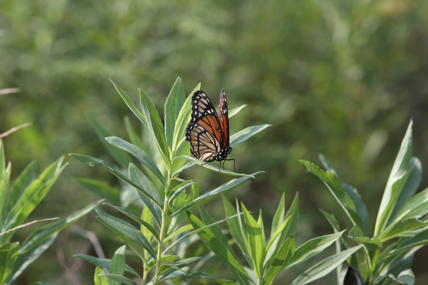 Full Size Image = 954 K